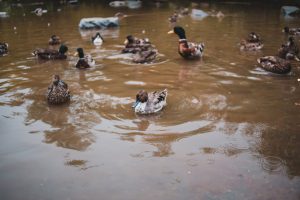 Maestros que le apuestan a conservar el medioambiente